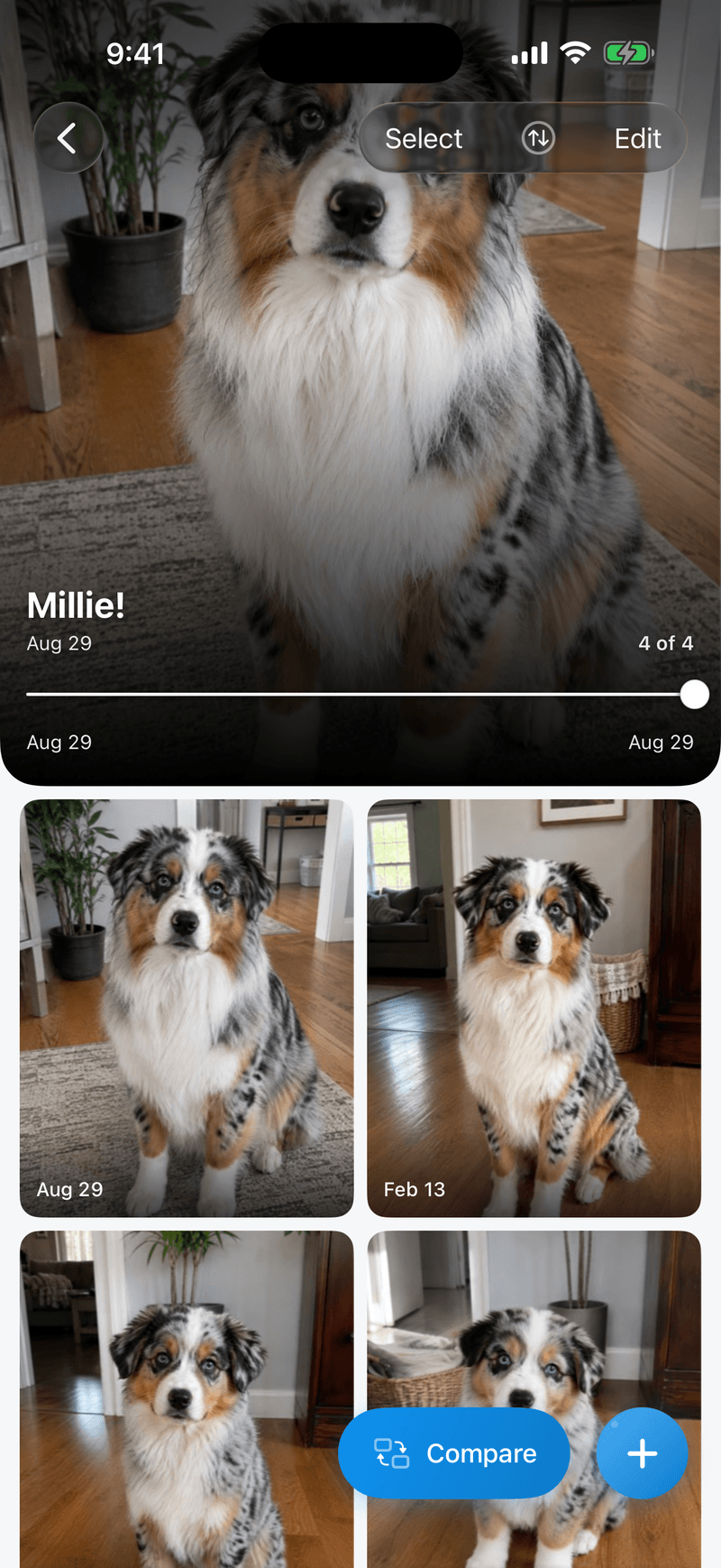 A puppy's collection: four dated photos across a year, with a compare button